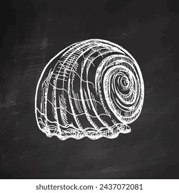 Hand-drawn sketch of seashell, clam, conch. Scallop sea shell, sketch style vector illustration isolated on chalkboard background.