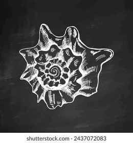 Hand-drawn sketch of seashell, clam, conch. Scallop sea shell, sketch style vector illustration isolated on chalkboard background.