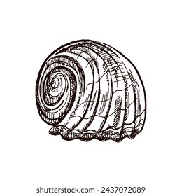 Hand-drawn sketch of seashell, clam, conch. Scallop sea shell, sketch style vector illustration isolated on white background.