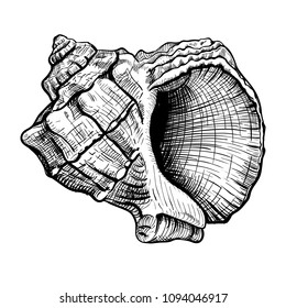 Handdrawn sketch of a seashell isolated on a white background