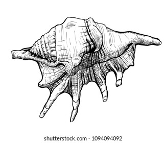 Handdrawn sketch of a seashell isolated on a white background