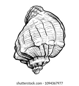 Handdrawn sketch of a seashell isolated on a white background