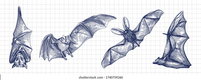 Esbozo dibujado a mano de murciélagos. Bate volador, bate colgado boca abajo, vista frontal del bate, bate desde la parte trasera	