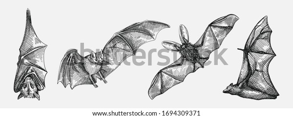 Hand-drawn sketch set\
of bats. Flying bat, bat hanging upside down, front view of the\
bat, bat from the back\
view