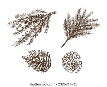 Hand-drawn sketch set of fir branches and pine cones isolated on white background. Christmas tree. Christmas spruce branch. Vector vintage cozy seasonal holidays. Object for christmas card.