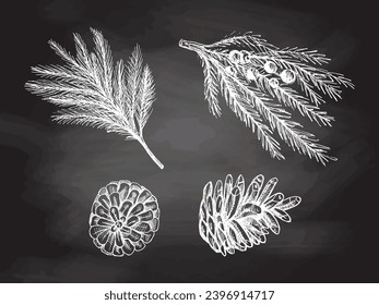 Hand-drawn sketch set of fir branches and pine cones isolated on chalkboard background. Christmas tree. Christmas spruce branch. Vector vintage cozy seasonal holidays. Object for christmas card.