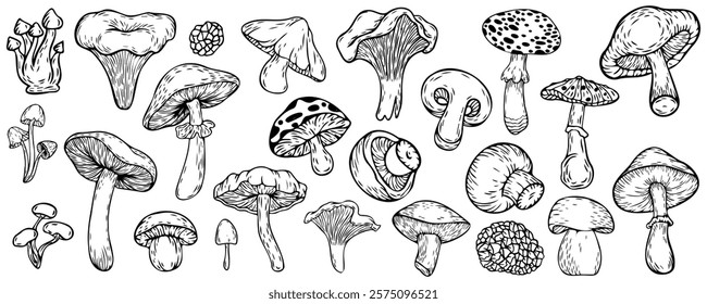 Hand-drawn sketch set of mushrooms, vector illustration isolated on a white background. Vector line drawing. Set of stylized doodle mushrooms, for stickers, icons, cover design, banner, menu, post.