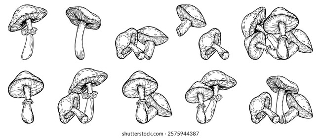 Hand-drawn sketch set of mushrooms, vector illustration isolated on a white background. Vector line drawing. Set of stylized doodle mushrooms, for stickers, icons, cover design, banner, menu, post.