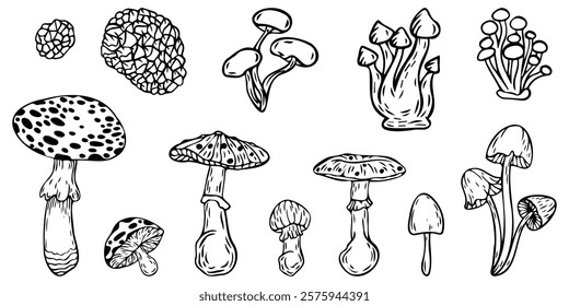 Hand-drawn sketch set of mushrooms, vector illustration isolated on a white background. Vector line drawing. Set of stylized doodle mushrooms, for stickers, icons, cover design, banner, menu, post.