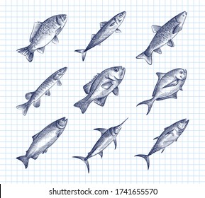 Hand-drawn sketch set of sea food. Fish food. Sturgeon, Beluga, salmon, vobla, zander, herring, cod, perch, saury, sardine, flounder, mackerel, horse mackerel, anchovy, tuna