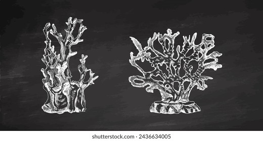 Hand-drawn sketch set of various corals on chalkboard background. Tropical reef elements. Vector engraved illustrations. Best for nautical designs. 