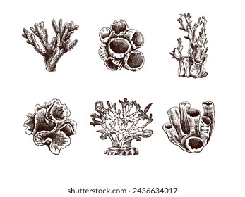 Hand-drawn sketch set of various corals. Tropical reef elements. Vector engraved illustrations. Best for nautical designs. 