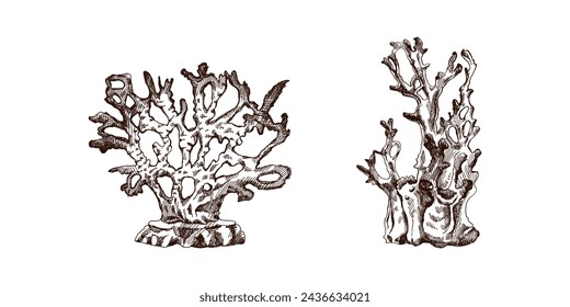 Hand-drawn sketch set of various corals. Tropical reef elements. Vector engraved illustrations. Best for nautical designs. 