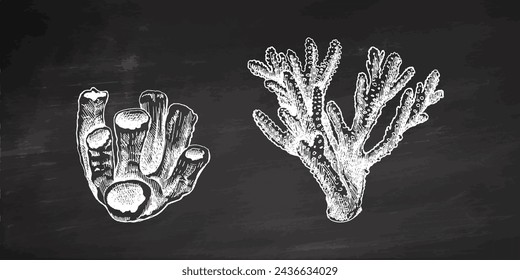 Hand-drawn sketch set of various corals on chalkboard background. Tropical reef elements. Vector engraved illustrations. Best for nautical designs. 