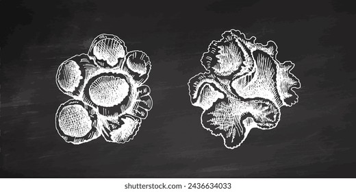 Hand-drawn sketch set of various corals on chalkboard background. Tropical reef elements. Vector engraved illustrations. Best for nautical designs. 