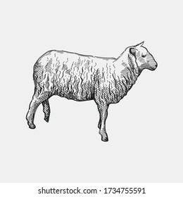 Handdrawn Sketch Sheep On White Back Stock Vector (Royalty Free ...