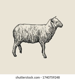 Hand-drawn sketch of sheep on a white back ground. Farm animals. Livestock. Domestic animals.