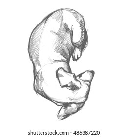Handdrawn sketch of slipping curled up shorthaired Dachshund dog