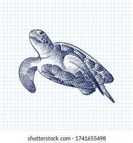 Hand-drawn sketch of small turtle drawn with blue pen on a white background. Ocean life. Underwater creatures. Aquarium plants and animals