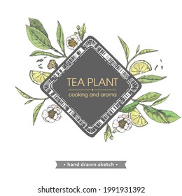 Dibujar hojas de té y diferentes herramientas, ilustración vectorial.