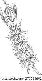 Esboço desenhado à mão de um ramo de árvore de chá com folhas e flores. Melaleuca, planta tropical. Botânica, flora. Produto orgânico, óleo essencial, cosméticos naturais, medicina. Vetor. Estilo de contorno vintage.
