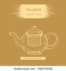 Hand-drawn Sketch Teapot With Camellia Sinensis, Vector Illustration.