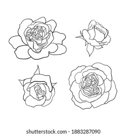 Hand-drawn sketch of Tea-rose, rosa odorata flower set. Minimalist contour line art illustration isolated on white background. Vector outline elements for template, web banner or pattern.