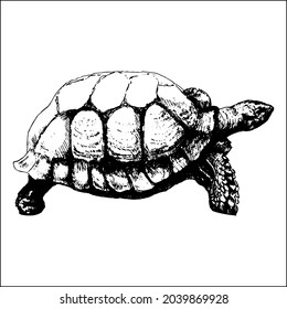 4,249 Tortoise sketch Images, Stock Photos & Vectors | Shutterstock