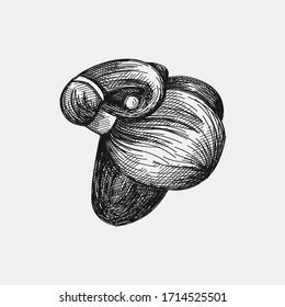 Hand-drawn sketch of traditional japanese wig. Japanese women appearance attributes. Japan culture. Traditional accessories, clothing and makeup in Japan.