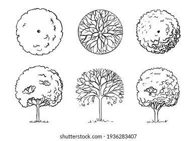 Hand-drawn sketch of trees. Landscaping. Three deciduous garden woody plants front view and top view. Black and white graphics. Isolated on a white background. Vector.