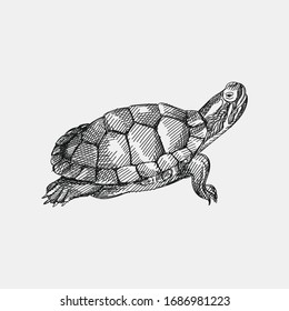 Hand-drawn sketch of a turtle on a white background. Domestic animal. Home pet. Domestic turtle. Domestic tortoise