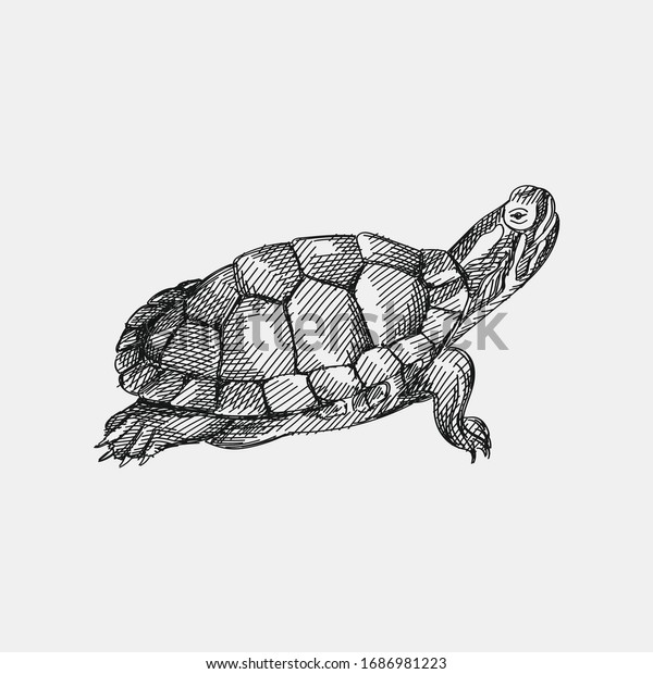 白い背景に亀の手描きのスケッチ 家畜 飼い主のペット ウミガメ 国産亀 のベクター画像素材 ロイヤリティフリー