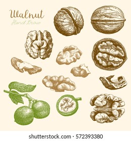 Hand-drawn sketch of walnuts