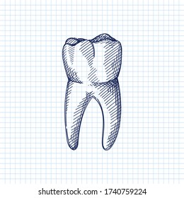 Hand-drawn sketch of whole tooth on a white background. Dental instruments. Dentistry tools and equipment. Stomatology attributes	