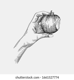 Hand-drawn sketch of a woman hand holding a bitten apple on a white background. A bitten apple in a female hand. 