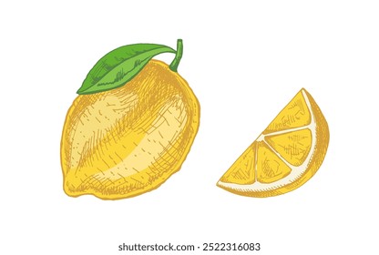 Hand-drawn sketches of lemon, lime and lemon slice. Vintage lime or lemon fruit. Vector black ink outline food sketch illustration of juicy lime with leaf for fresh drinks.