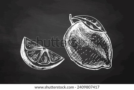 Hand-drawn sketches of lemon, lime and lemon slice on chalkboard background. Vintage lime or lemon fruit. Vector black ink outline food sketch illustration of juicy lime with leaf for fresh drinks.