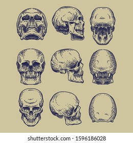 Hand-drawn Skulls Anatomy Vector Set