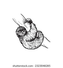 Handdrawn sloth illustration, wild animal, tropical, jungle, nature drawing