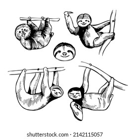  Hand-drawn sloth. Vector sketch illustration.