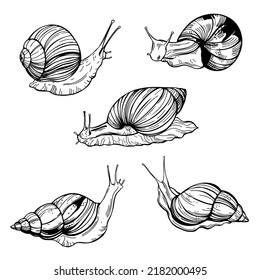 Hand-drawn snails.  Vector sketch  illustration.