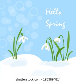 Handdrawn Snowdrops Flower in melting snow. First growing blooming plants. Spring landscape template. Vector eps 10 illustration on blue sky background with Hello Spring quote lettering.