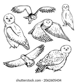 Hand-drawn snowy owl set. Vector sketch  illustration.