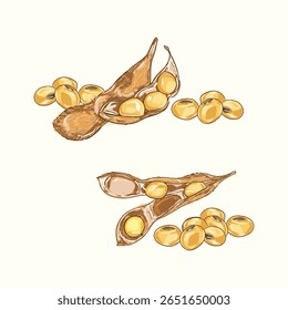 Hand-drawn soybeans with pods and seeds in a natural style. Ideal for food packaging, educational materials, recipe blogs, and organic farm or plant-based product illustrations.