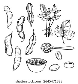 Hand-drawn soybeans. Vector sketch  illustration.