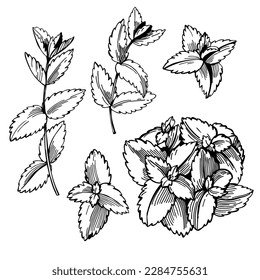  Hand-drawn spicy herbs. Mint. Vector sketch  illustration.