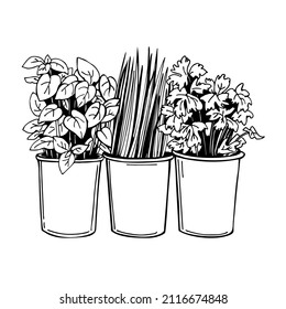  Hand-drawn spicy herbs in pots.  Vector sketch illustration.