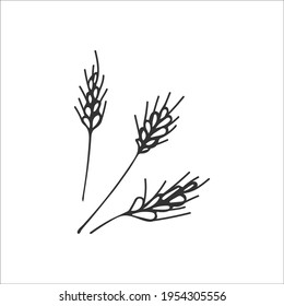 Hand-drawn spikelets of wheat isolated on a white background. Symbol of gratitude, harvest in Christianity. Religion and Christianity. Vector illustration