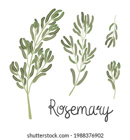 Hand-drawn sprigs of rosemary. With caption. Flat style. Vector isolated on white background.