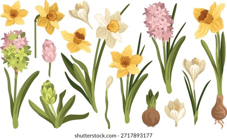 Ilustrações botânicas de primavera desenhadas à mão de flores de narciso, bulbo e folhas, planta de narciso, flores de croco e jacinto 